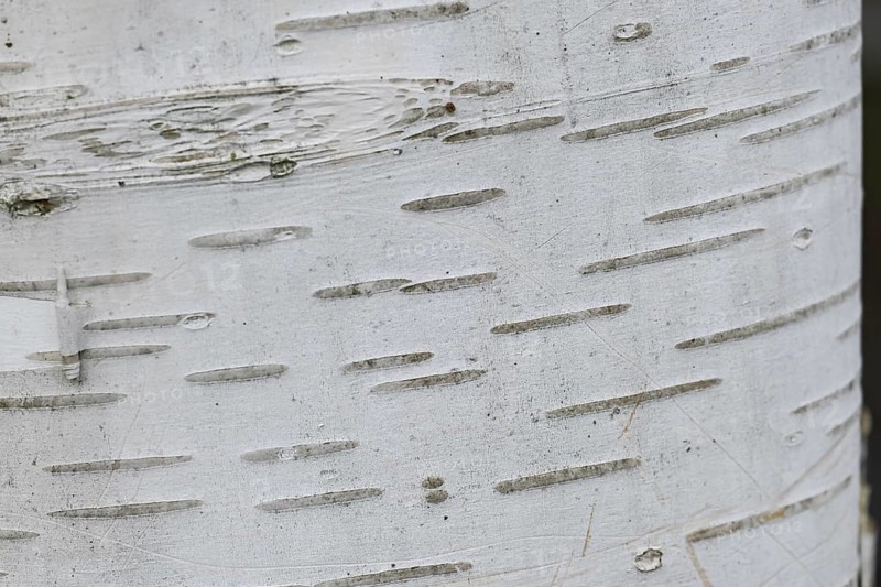 Trunk of a silver birch (Betula pendula), background, texture, MÃ¼nsterland, North Rhine-Westphalia, Germany