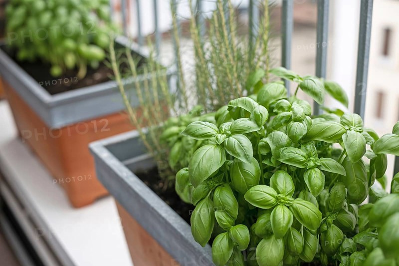 Fresh basil growing in pots on a sunny balcony. Urban gardening for homegrown herbs. Generative ai, AI generated