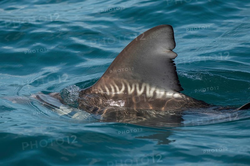 Close up of shark fin breaking ocean surface. Generative ai, AI generated