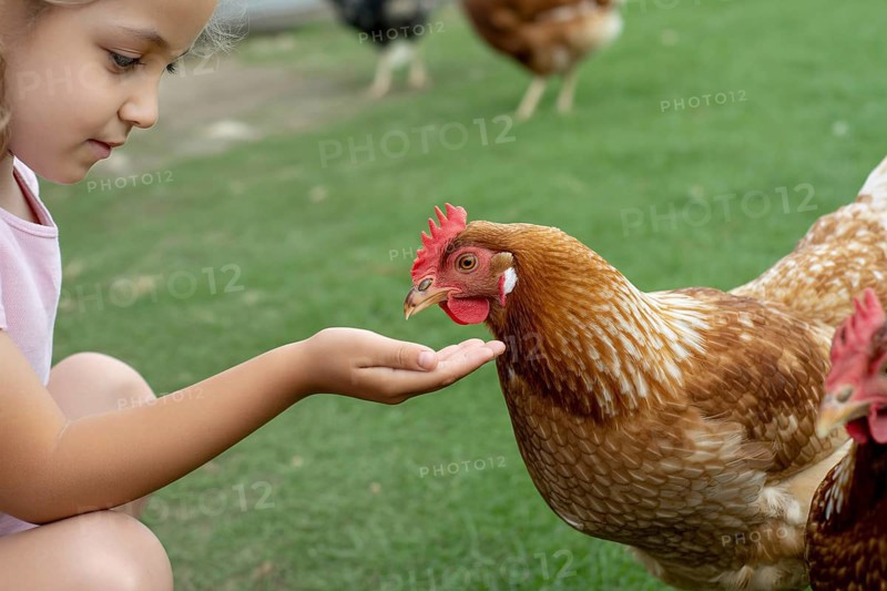 Young girl feeding chickens by hand. Childhood connection with animals and learning about responsibility. Generative AI, AI generated