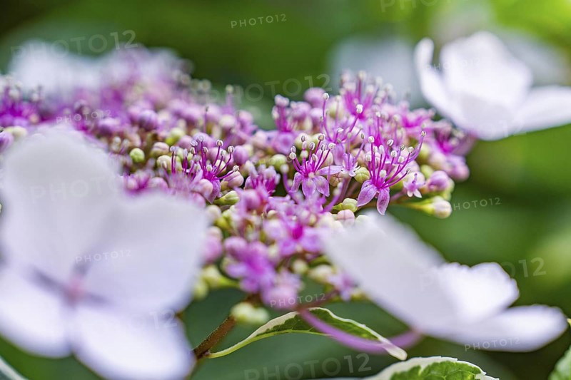 Purple and white hydrangea blossoms in detail, with blurred background, summery flair