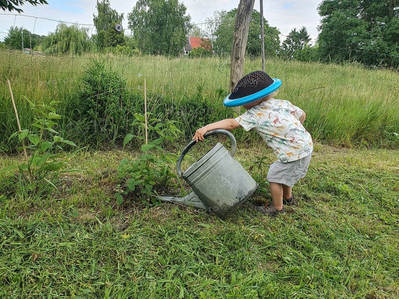 Little boy with coneflower, 2 years old, watering a plant with a large watering can, Mecklenburg-Western Pomerania, Germany