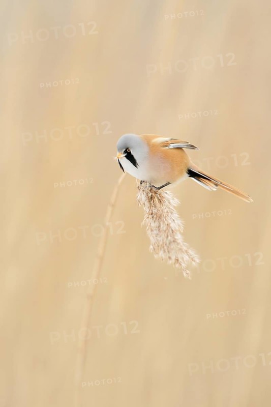 Bearded Tit (Panurus biarmicus) in spring, adult male in splendour dress, summer dress, sits on a single reed frond, in the reed grass, eats from the reed seeds, side view, very pretty, little known songbird, is bound to habitats in the reeds, wildlife, native nature, Federsee lake, Baden-WÃ¼rttemberg, Germany, Western Europe