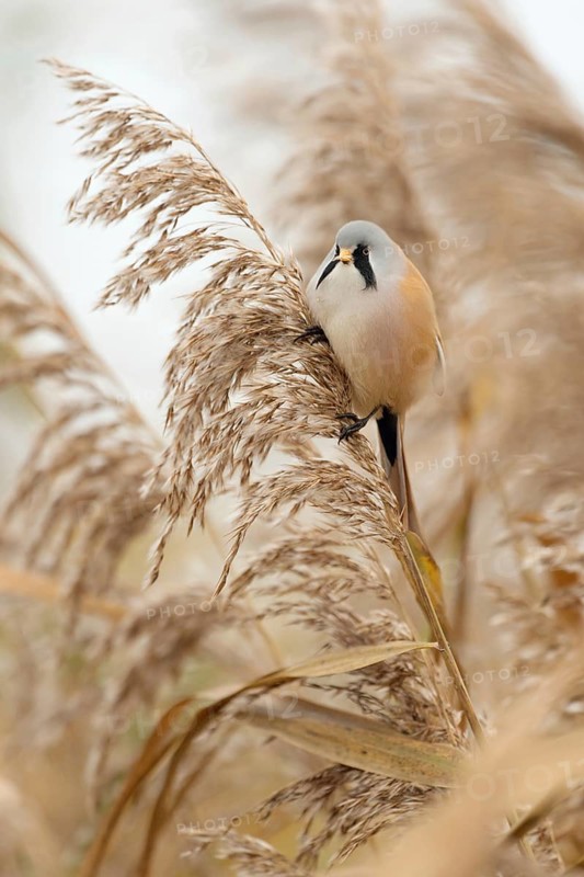 In the middle of the reeds... Bearded Tit (Panurus biarmicus), adult male in splendid plumage, summer dress, feeds on seeds, changes diet for winter, reed-dwelling, highly specialised tit species, frontal view from the side, particularly pretty, little-known songbird, is tied to habitats in reeds, wildlife, native nature, Federsee lake, Baden-WÃ¼rttemberg, Germany, Western Europe