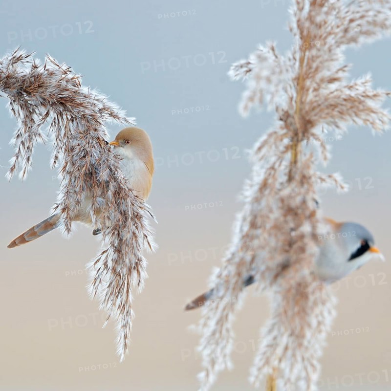 Bearded tits (Panurus biarmicus) in winter, pair, couple, males and females in their splendid dress, summer dress, sitting on reed fronds, in reed grass, picking seeds, eating, very pretty songbirds, are bound to habitats in reeds, beautiful soft light, soft pastel colours, wildlife, native nature, Federsee lake, Baden-WÃ¼rttemberg, Germany, Western Europe