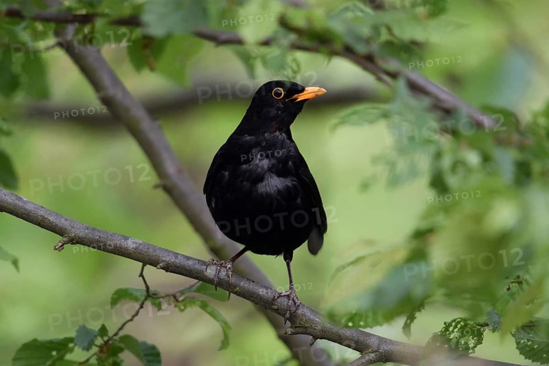 Blackbird (Turdus merula) sits in bushes, in a tree, green, natural background, typical environment, looks attentively, is alarmed, funny picture, wildlife, native nature, Meerbusch, Lower Rhine, Rhineland, Rhine district Neuss, North Rhine-Westphalia, Germany, Western Europe