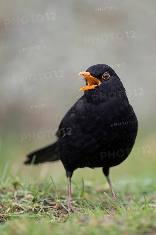 Beautiful song... Blackbird (Turdus merula) in spring, blackbird cock sitting on the ground, male singing at the top of his voice, well-known, almost everywhere common black songbird with orange beak, native nature, Meerbusch, Lower Rhine, Rhineland, Rhine district Neuss, North Rhine-Westphalia, Germany, Western Europe
