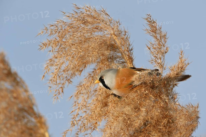 Male bearded tit, bearded tit cock in the reeds... Bearded Tit (Panurus biarmicus), adult male in splendid plumage, summer dress, sits in the tips of reed grass in the clearest weather, side view, well camouflaged despite striking plumage colouring, adapted to the environment, native but rare bird species in Germany, typical reed inhabitant, wildlife, native nature, Federsee lake, Baden-WÃ¼rttemberg, Germany, Western Europe