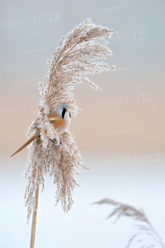 In winter... Bearded Tit (Panurus biarmicus), adult male in splendid plumage, summer plumage, bearded tit cock in the reeds sitting in the tips of reed grass in the clearest weather, side view, well camouflaged despite striking plumage colouring, adapted to the environment, native but rare bird species in Germany, typical reed inhabitant, beautiful soft clear light, soft colours, wildlife, native nature, Federsee lake, Baden-WÃ¼rttemberg, Germany, Western Europe