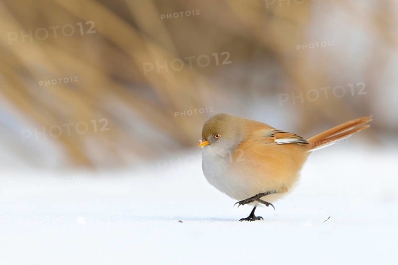 Stroller... Bearded Tit (Panurus biarmicus) in winter, puffed up adult female walks on the ground in the snow, side view, rare native songbird, lifestyle is bound to reed beds, changes diet, digestion, eats insects in summer, seeds from reeds in winter, funny cute picture, wildlife, native nature, Federsee lake, Baden-WÃ¼rttemberg, Germany, Western Europe