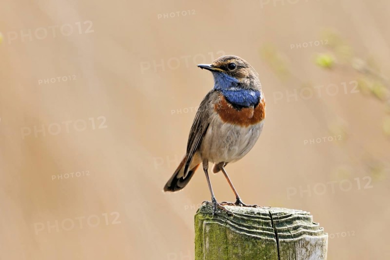 On observation p (f) osten... Bluethroat (Luscinia svecica) high up on a fence post, looking around, well-known because conspicuous native songbird, native nature, North Rhine-Westphalia, Germany, Western Europe