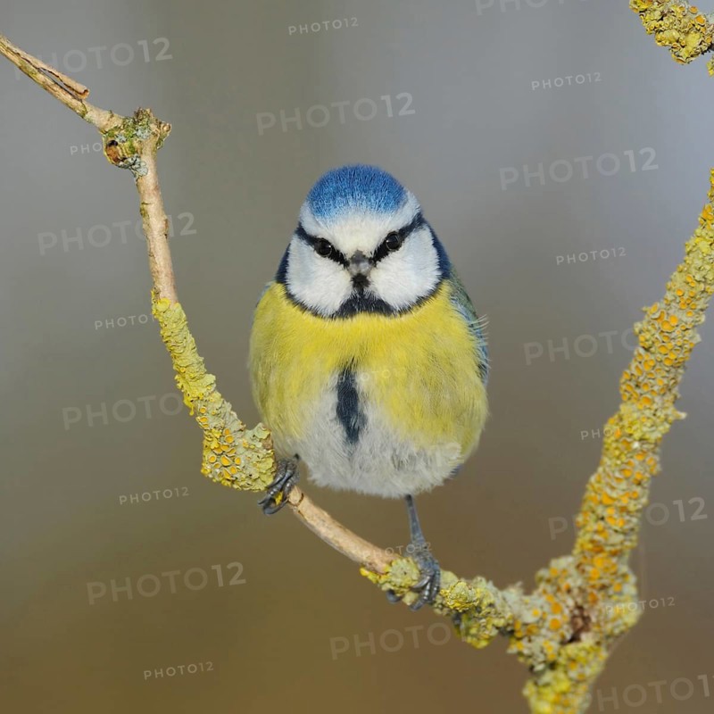 Eye contact... Blue tit (Cyanistes caeruleus) sitting in an elder bush, looking directly into the camera, funny picture, well-known, generally common, beautiful looking small songbird, next to the great tit the most common tit, with us all year round, regular and popular guest at winter feedings, typical garden bird, native nature, Lower Rhine, North Rhine-Westphalia, Germany, Western Europe