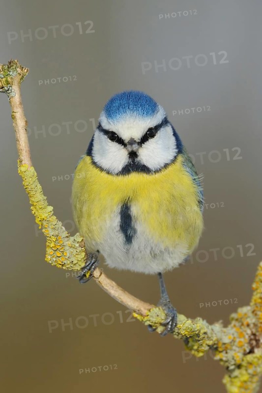 Eye contact... Blue tit (Cyanistes caeruleus) sitting on an elder branch, looking directly into the camera, funny picture, well-known, generally common, beautiful looking small songbird, next to the great tit the most common tit, with us all year round, regular and popular guest at winter feedings, typical garden bird, native nature, Lower Rhine, North Rhine-Westphalia, Germany, Western Europe