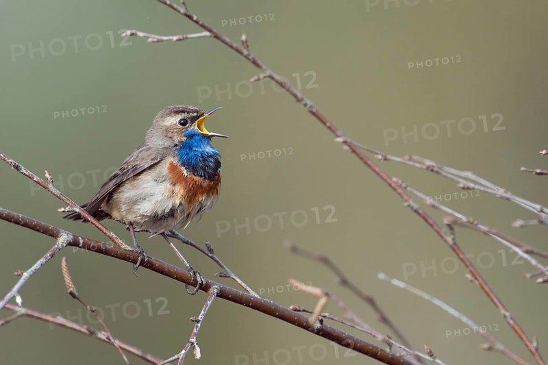 At the top of its voice... Bluethroat (Luscinia svecica), male in breeding plumage, splendid plumage, native, particularly beautiful songbird with bright blue throat sings loudly in spring to defend its territory, rare native, particularly beautiful songbird, ground-nesting bird, tied to wet, open landscapes such as moors, suffers from habitat loss, migratory bird, early returnee, native nature, Lower Rhine, North Rhine-Westphalia, Germany, Western Europe