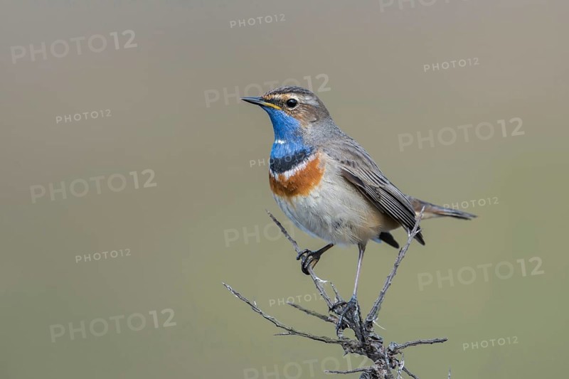 Beautiful to look at... White-starred bluethroat (Luscinia svecica), Central European, native variety, high up on the dry brushwood of a sea buckthorn bush, fine, detailed, clear photo, native nature, Schleswig-Holstein, Germany, Western Europe