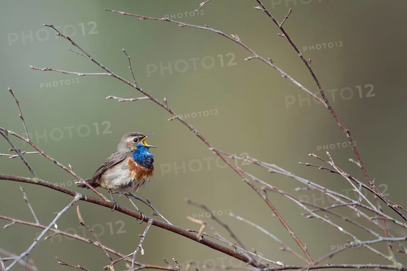 At full breast... Bluethroat (Luscinia svecica), male in breeding plumage, splendid plumage, sits in the branches of a tree, sings, rare native, particularly beautiful songbird, ground-nesting bird, tied to wet, open landscapes such as moors, suffers from habitat loss, migratory bird, early returnee, native nature, Lower Rhine, North Rhine-Westphalia, Germany, Western Europe