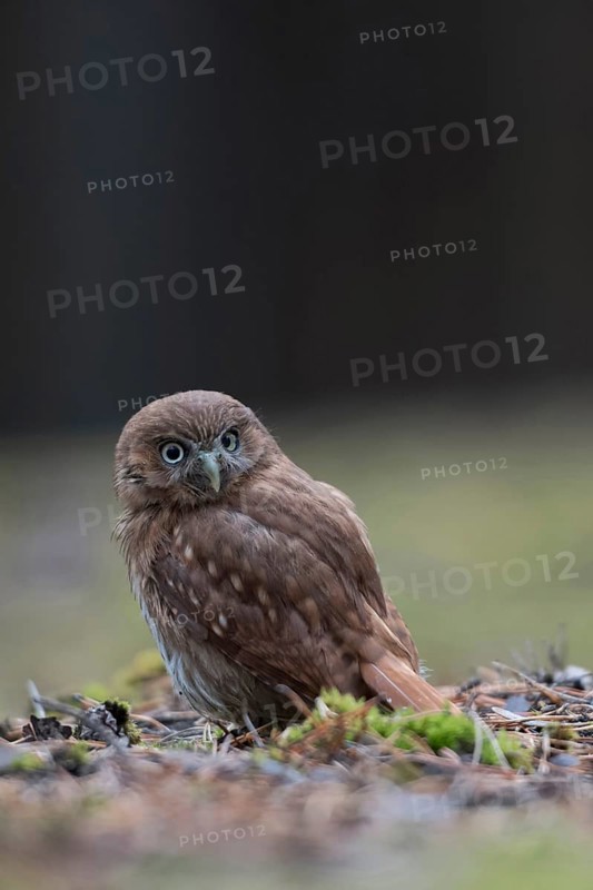 Brazilian pygmy owl (Glaucidium brasilianum), adult bird, rare small owl species from the genus of pygmy owls. is one of the smallest owls in the world, sits on the ground, looks around, native to South America and Central America, rarely also in the USA, funny picture, funny pretty bird