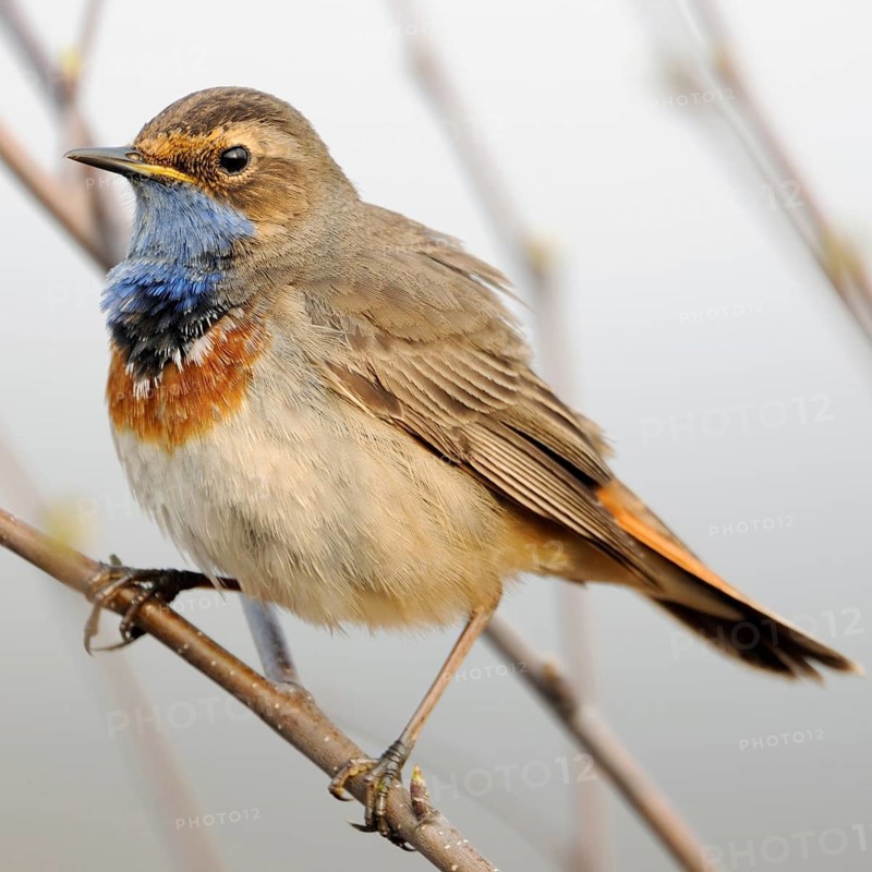 Bluethroat (Luscinia svecica), male in breeding plumage, splendour plumage, summer plumage, sitting in the bushes, presenting its beautiful blue throat, detailed close-up, rare native, particularly beautiful songbird, ground-nesting bird, tied to wet, open landscapes such as moors, suffers from habitat loss, migratory bird, early returnee, native nature, Lower Rhine, North Rhine-Westphalia, Germany, Western Europe
