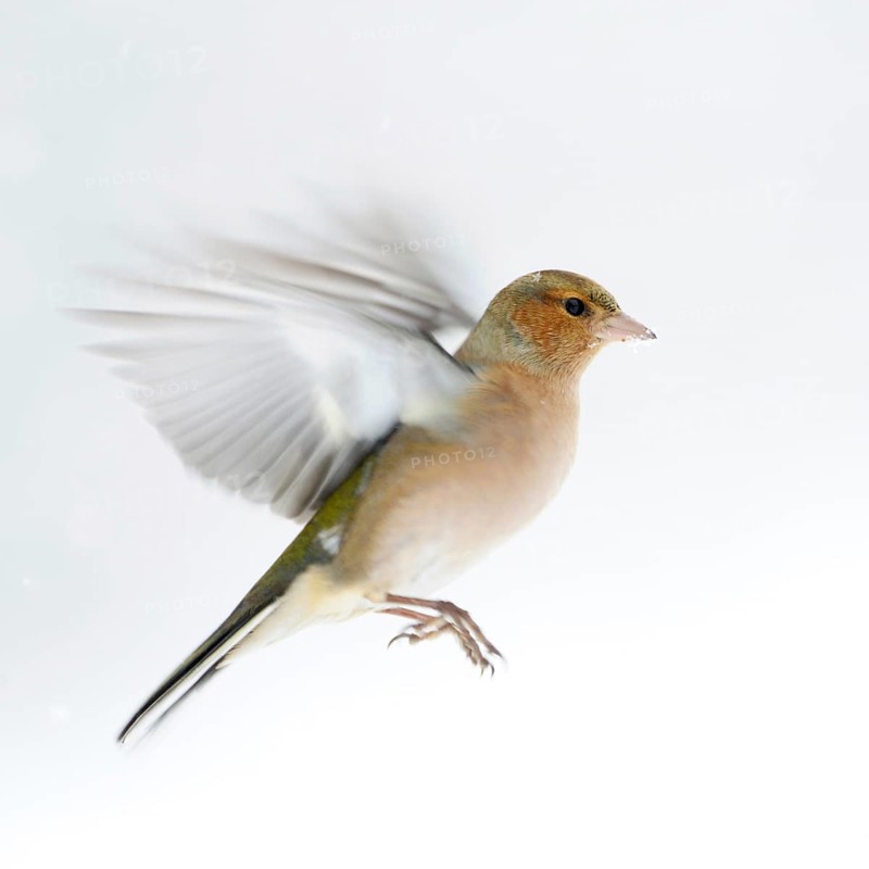 Chaffinch (Fringilla coelebs) in winter, snow, in flight, in approach, in motion, colourful finch, common native songbird, white background, dynamic action-packed shot, bright clear light, beautiful colours, native nature, Meerbusch, Rhineland, Lower Rhine, North Rhine-Westphalia, Germany, Western Europe