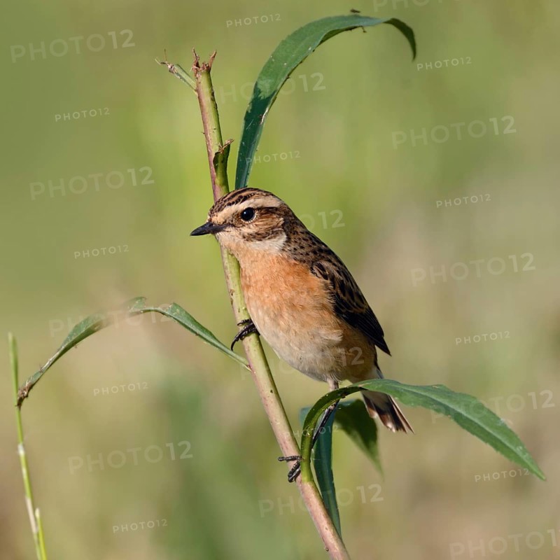 Bird of the year 2023... Whinchat (Saxicola rubetra) on the lookout, on the perch, typical meadow breeder, rare, endangered native, very pretty songbird due to habitat loss, native nature, Hesse, Rhön, Germany, Western Europe
