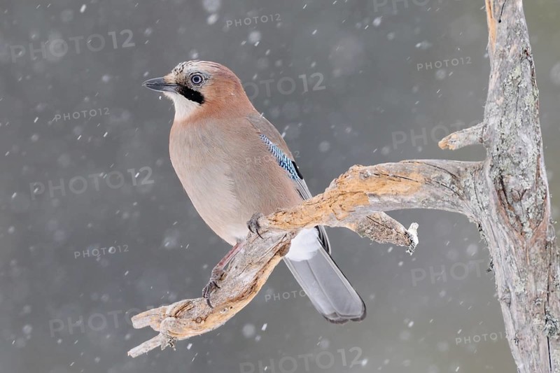 The snow trickles softly... Eurasian Jay (Garrulus glandarius) in winter, sitting in the snow, in snowfall on the side branch of an old rotten tree, typical attentive posture, guardian of the forest, soft light, soft colours matching the snow mood, wildlife, native nature, southern Sweden, Sweden, Scandinavia, Northern Europe
