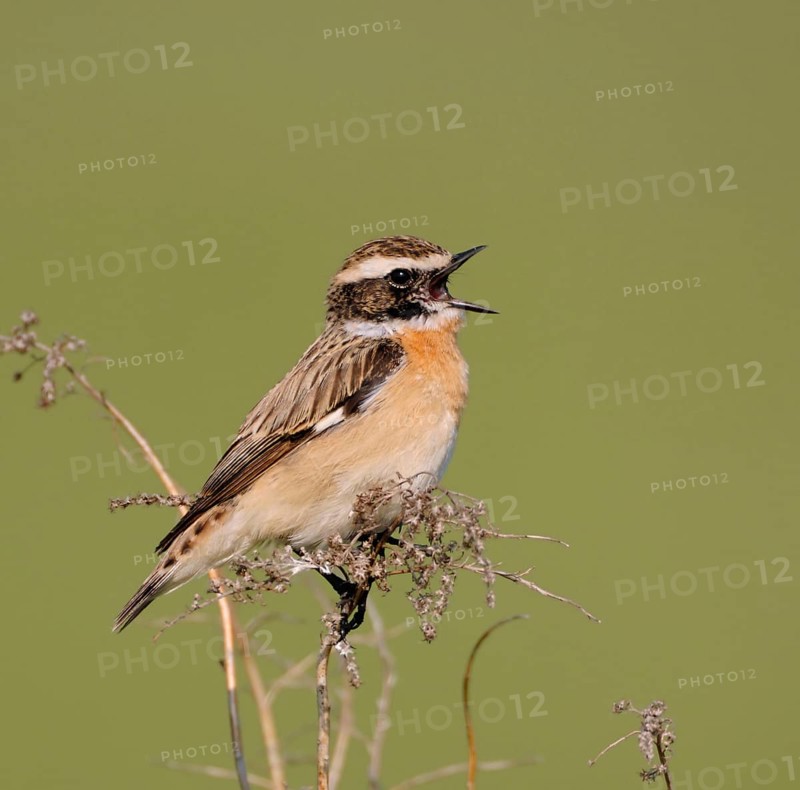 Songbird... Whinchat (Saxicola rubetra), male in splendid plumage sings at the top of his voice in spring, rare, endangered native, very pretty songbird due to loss of habitat, native nature, Hesse, Rhön, Germany, Western Europe