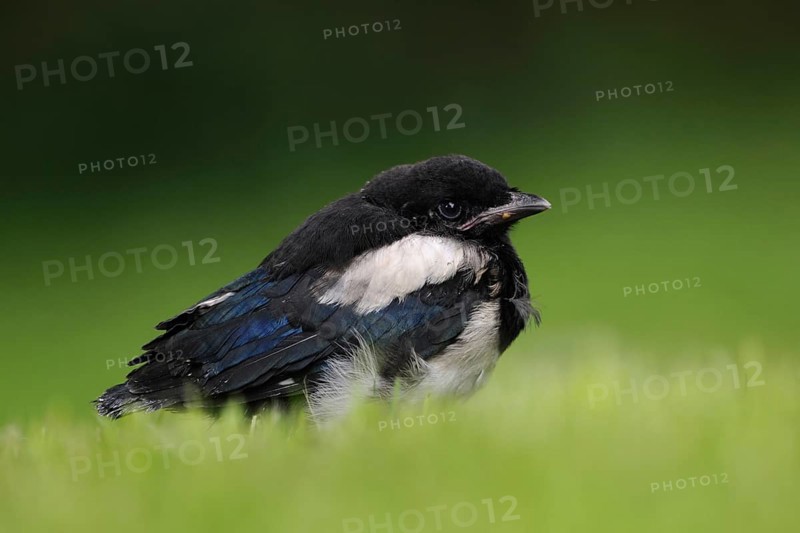 Young bird... Magpie (Pica pica), chick, young bird, young, not yet or just fledged magpie sits apparently disgruntled on the ground in the grass, hopes for feeding, native nature, Meerbusch, Rhineland, North Rhine-Westphalia, Germany, Western Europe