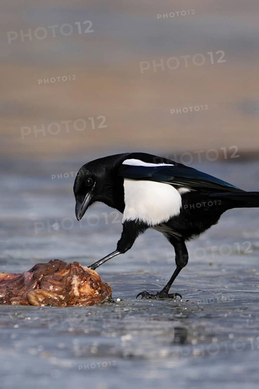 Guardian of nature... Magpie (Pica pica) has found food, carrion, probably entrails, on a frozen lake, which it examines with curiosity and interest but cautiously, native nature, Mecklenburg-Western Pomerania, Germany, Western Europe