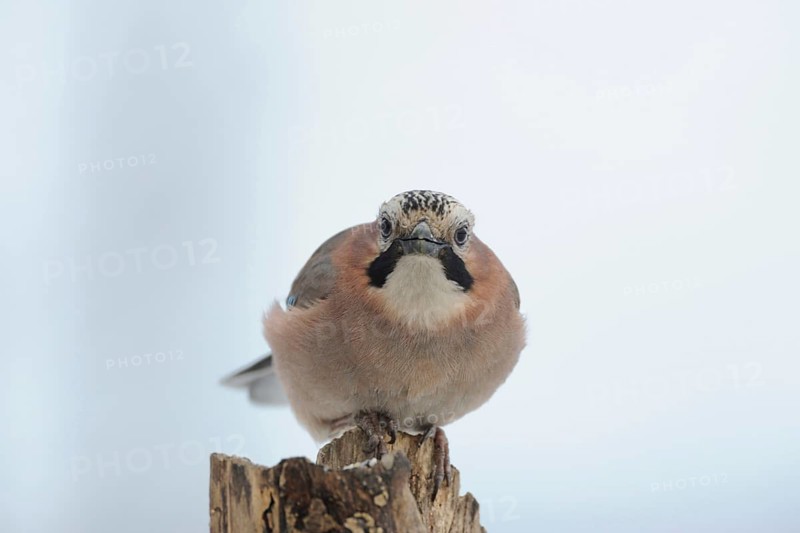 Who's that... Eurasian Jay (Garrulus glandarius), guardian of the forest, almost everywhere native, common corvid, jay species, looks curiously after the right, directly into the camera, funny picture, native nature, Lower Rhine, Rhineland, North Rhine-Westphalia, Germany, Western Europe