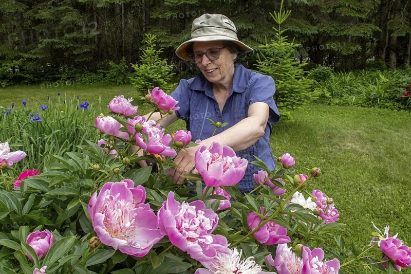 Woman and flowers, Woman taking care of peony flowers, Peonia sp, Region of La Mauricie, Province of Quebec, Canada