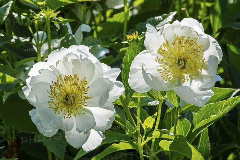 Peony flowers, Paeonia sp, Perrenial flowers, Region of La Mauricie, Province of Quebec, Canada