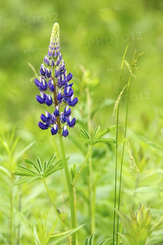 Lupine flower, lupinus sp, Perennial frost-tolerant flower for pollinators, Region of La Mauricie, Province of Quebec, Canada