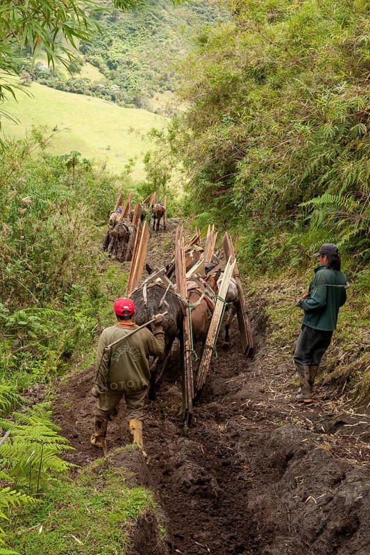 Draft horses and men, Horses carrying planks down a mountain, Imbabura province, Ecuador, South America