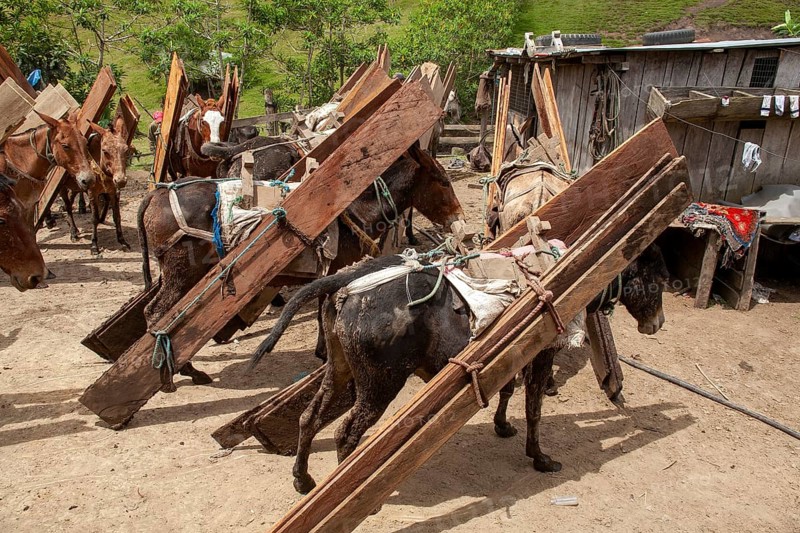 Draft mules and horses, Horses and mules loaded with planks at the final destination, Imbabura province, Ecuador, South America