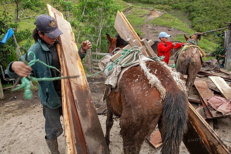 Draft horse and man, Man unloading a draft horse loaded with planks, Imbabura province, Ecuador, South America