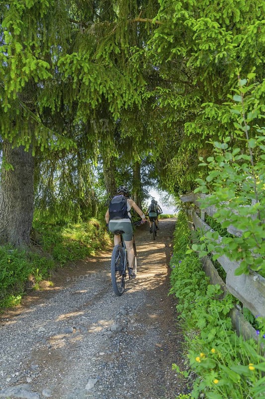 Two cyclists on a forest path, surrounded by dense trees, Alpe di Siusi, Dolomites, South Tyrol, Italy