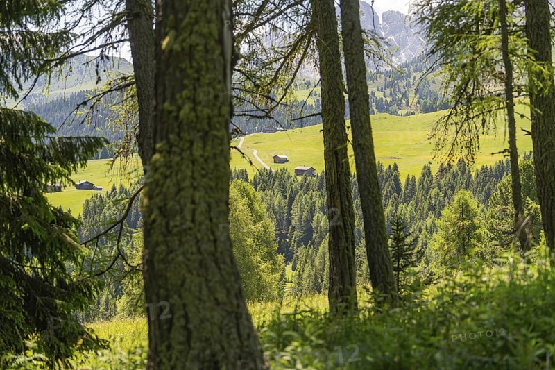 View through trees of a hilly landscape with scattered huts and mountains, Alpe di Siusi, Dolomites, South Tyrol, Italy