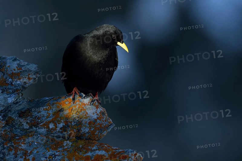 Alpine chough (Pyrrhocorax graculus) in the high mountains on a rock overgrown with red lichen, in the light spot, typical mountain bird, mountain bird, characteristics are the black plumage, the bright yellow beak and the red legs, common bird at mountain stations and mountain huts, wildlife, Alps, Valais, Switzerland, Western Europe