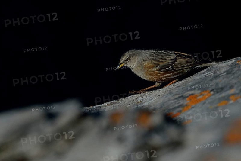 Secretly, quietly and silently... Alpine accentor (Prunella collaris), bird of the Alps and other high mountains in Central and Southern Europe, not very shy, typical mountain bird, lives in the mountains all year round, is quite conspicuous, about the size of a lark, widespread, Alps, Valais, Switzerland, Western Europe, wildlife