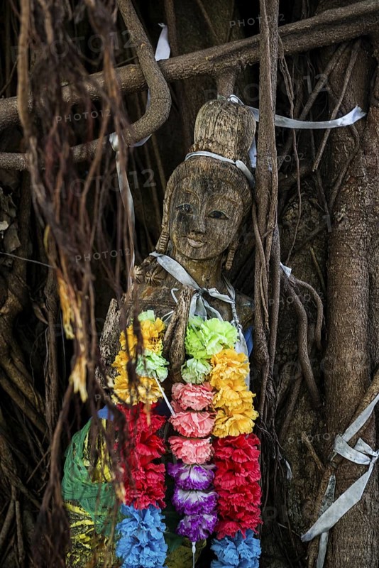 Bodhi tree, Ficus religiosa, wooden figure, Koh Phi Phi, Krabi, Andaman Sea, Thailand