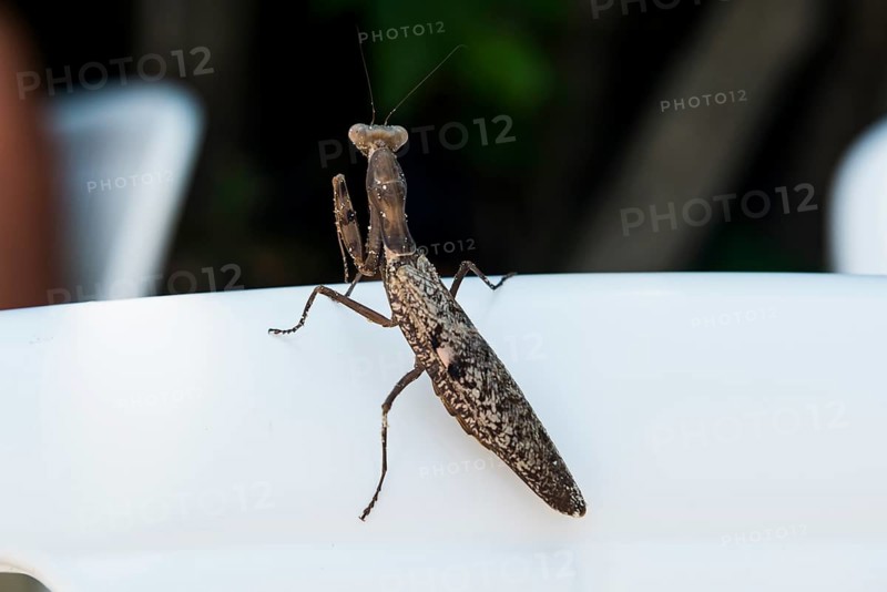 Praying mantis, Loh Dalum Beach, Koh Phi Phi, Krabi, Andaman Sea, Thailand