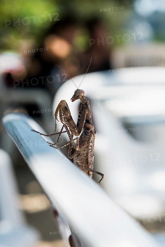 Praying mantis, Loh Dalum Beach, Koh Phi Phi, Krabi, Andaman Sea, Thailand