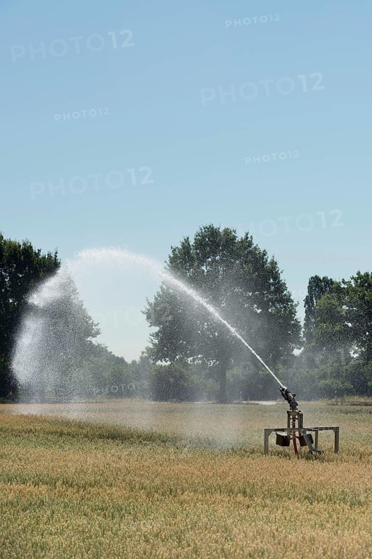 Sprinkler system... Midsummer, hot summer, summer heat, heat wave, sprinkler wagon waters a grain field in record summer, water consumption agriculture, groundwater extraction, groundwater level, local nature, Meerbusch, Lower Rhine, Rhineland, Rhine district Neuss, North Rhine-Westphalia, Germany, Western Europe