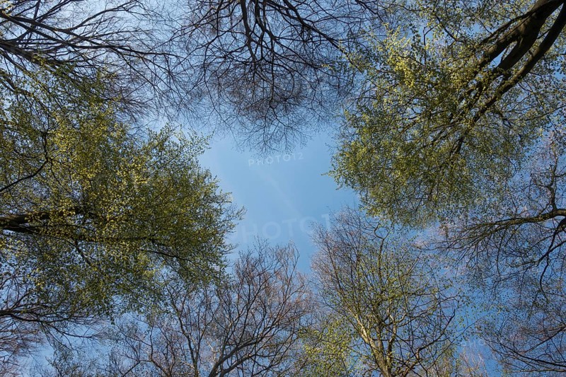 View into the treetops... copper beeches (Fagus sylvatica), beech trees, spring is coming, the trees are budding, first fresh green leaves, endangered forest, deciduous forest, sparse treetops, native nature, Lower Rhine, North Rhine-Westphalia, Germany, Western Europe