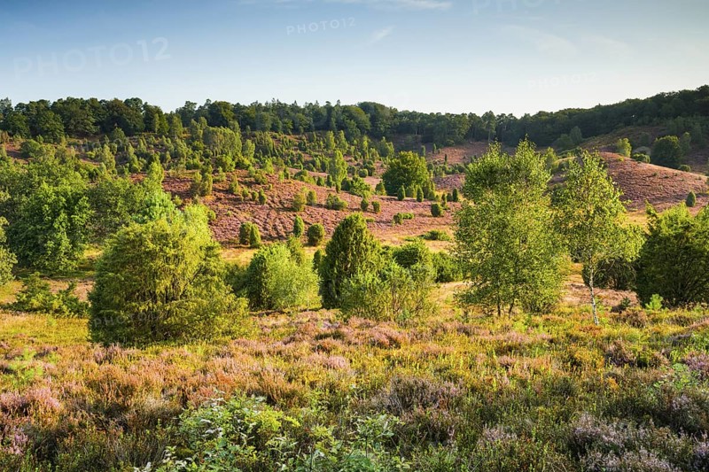 Trees and flowering heath at Totengrund in LÃ¼neburg Heath nature park Park, Lower Saxony, Germany