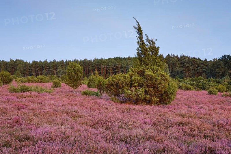 Juniper forest in the blooming southern heath near Schmarbeck, Lower Saxony, Germany