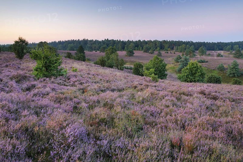 Dawn at Wilseder Berg in the LÃ¼neburg Heath nature park Park, Lower Saxony, Germany