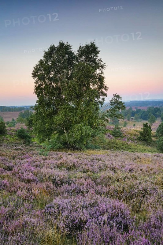 Dawn at Wilseder Berg in the LÃ¼neburg Heath nature park Park, Lower Saxony, Germany