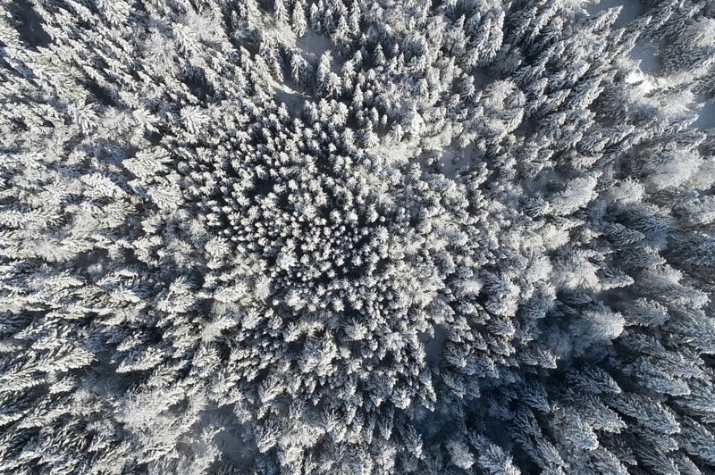Bird's eye view of freshly snow-covered spruce forest, Sattelegg, Schwyz, Switzerland