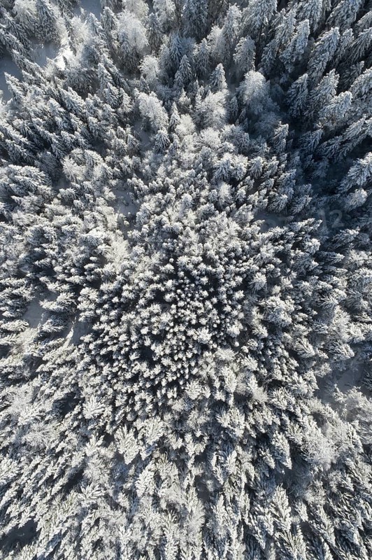 Bird's eye view of freshly snow-covered spruce forest, Sattelegg, Schwyz, Switzerland